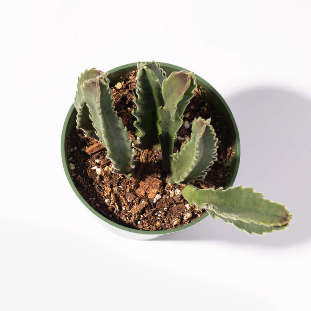 Stapelia Gigantea – Zulu Giant Starfish Succulent (Carrion Flower) - Cheeky Garden