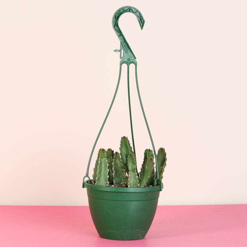 Stapelia Gigantea – Zulu Giant Starfish Succulent (Carrion Flower) - Cheeky Garden