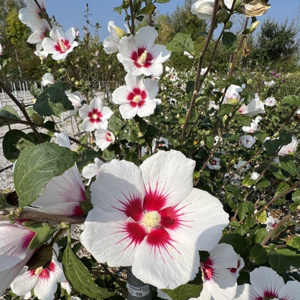 Starblast Chiffon™ Rose of Sharon - Cheeky Garden