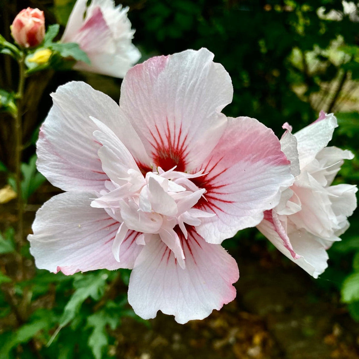 Starblast Chiffon™ Rose of Sharon - Cheeky Garden