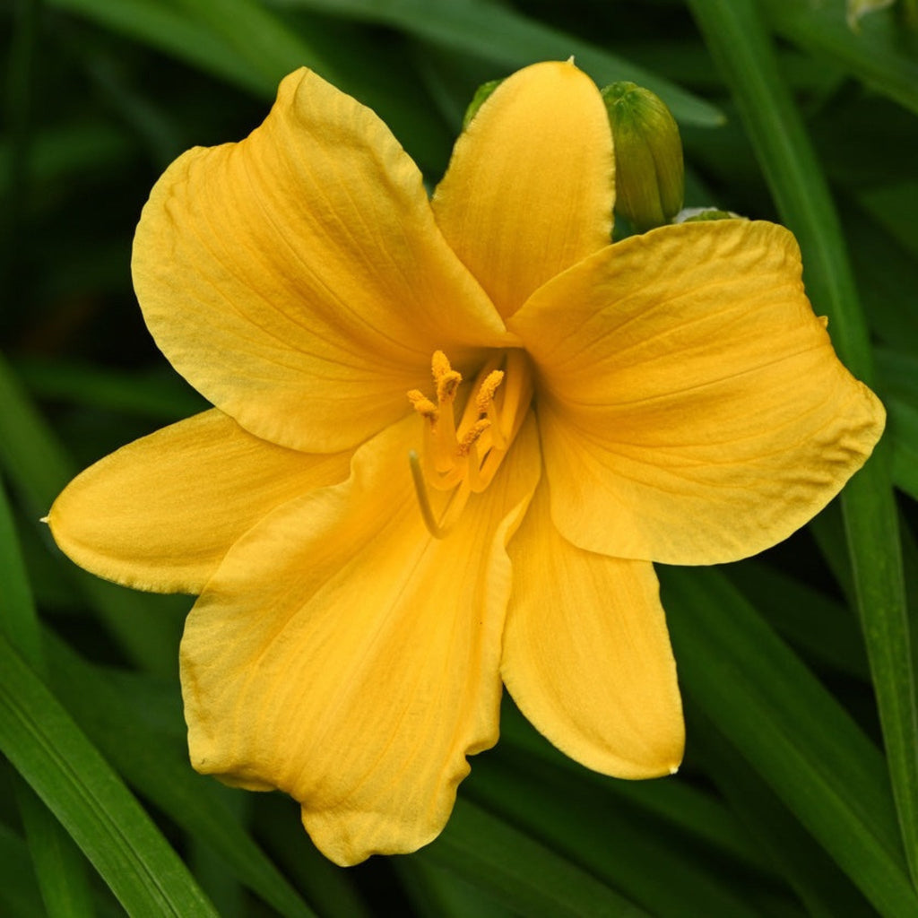 Stella de Oro Daylily - Cheeky Garden
