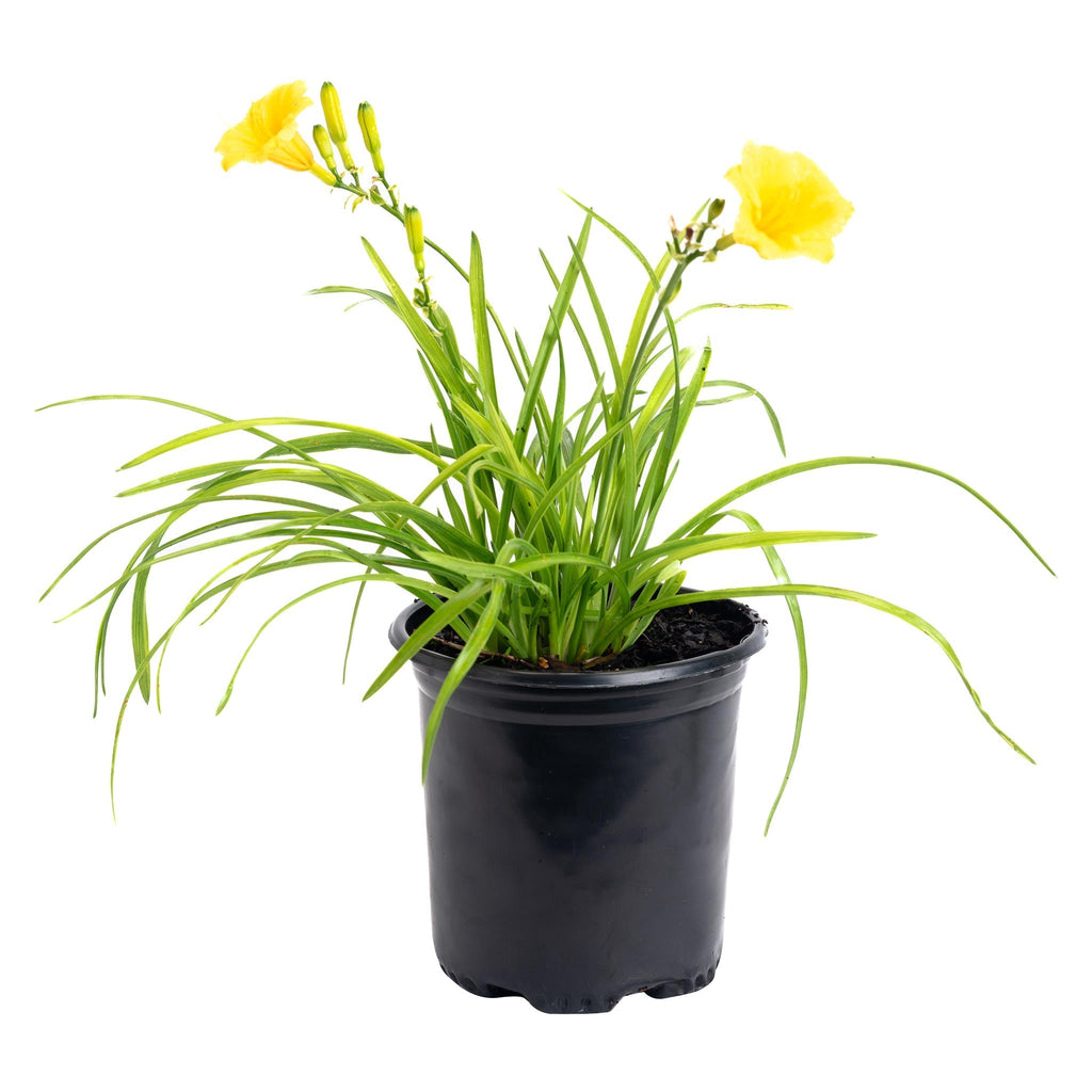 Stella de Oro Daylily - Cheeky Garden