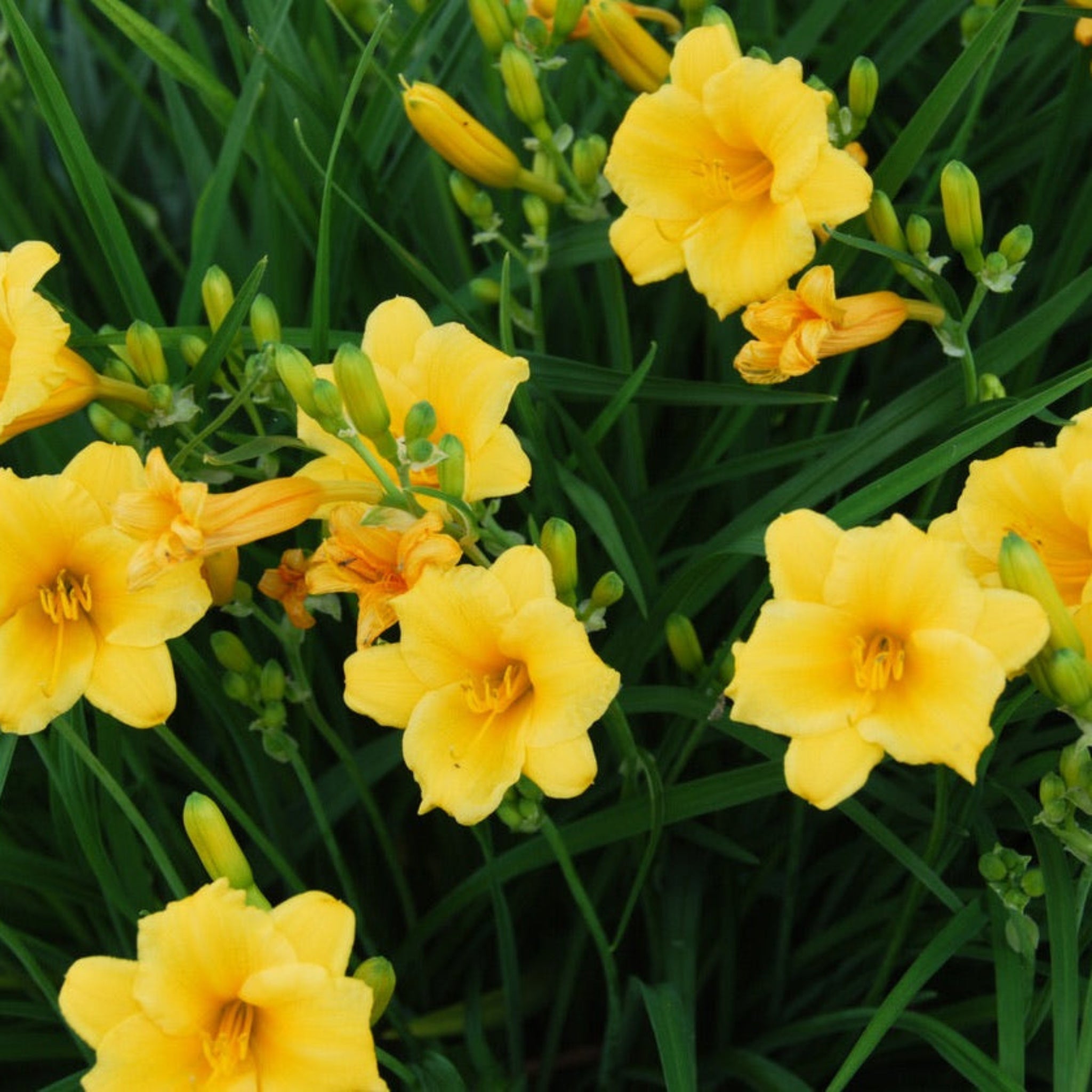Stella de Oro Daylily - Cheeky Garden