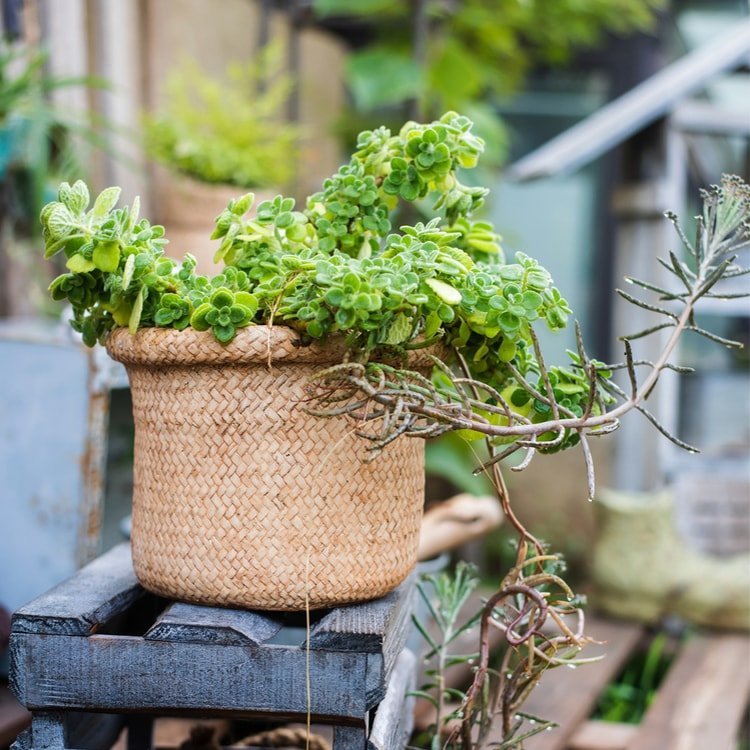 Straw Basket Style Concrete Planter - Cheeky Garden