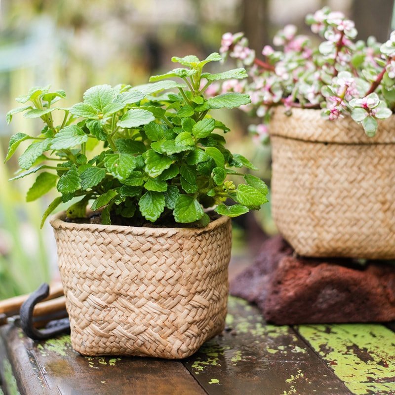Straw Basket Style Concrete Planter - Cheeky Garden