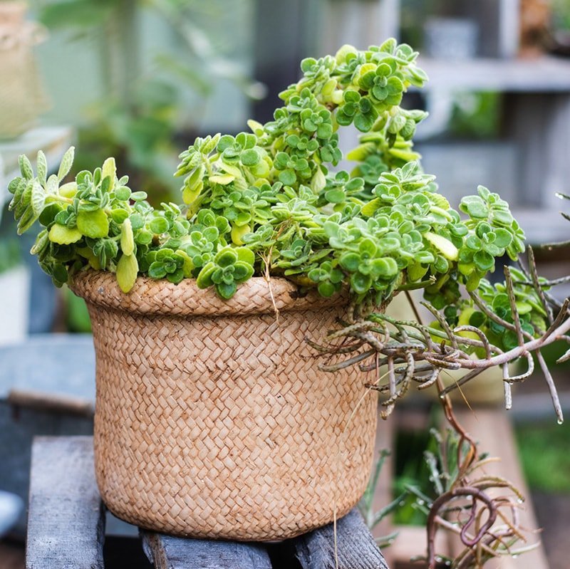 Straw Basket Style Concrete Planter - Cheeky Garden