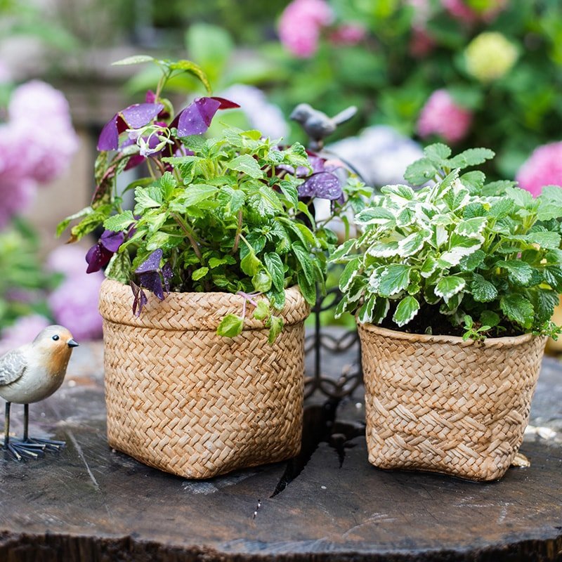 Straw Basket Style Concrete Planter - Cheeky Garden
