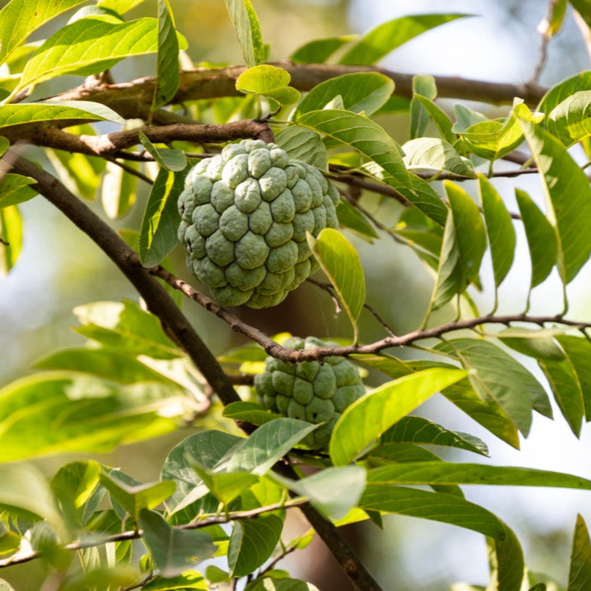 Sugar Apple Tree - Cheeky Garden