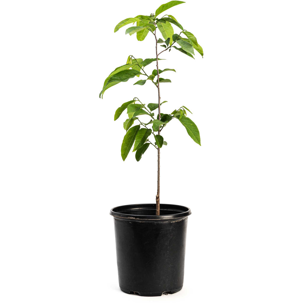 Sugar Apple Tree - Cheeky Garden