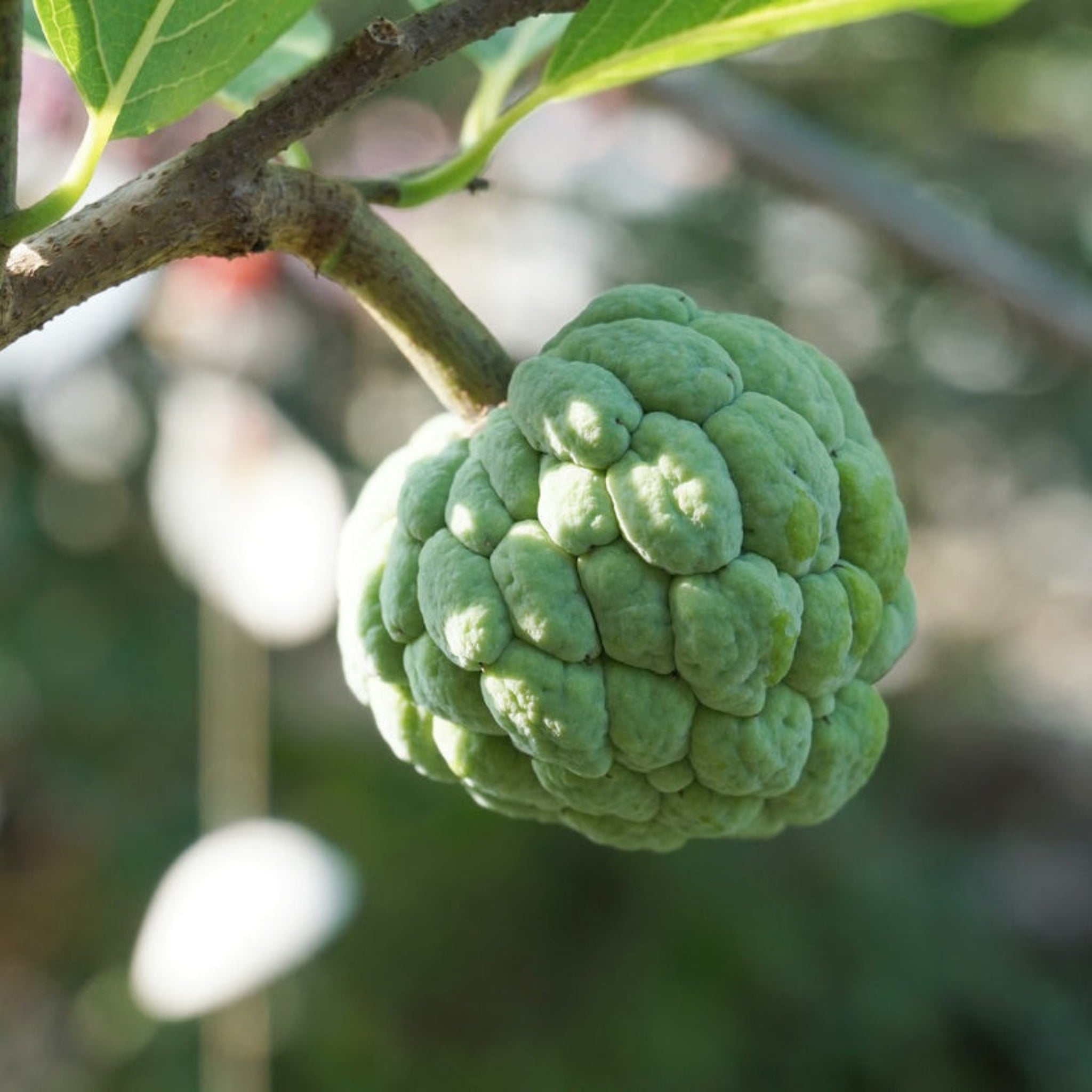 Sugar Apple Tree - Cheeky Garden