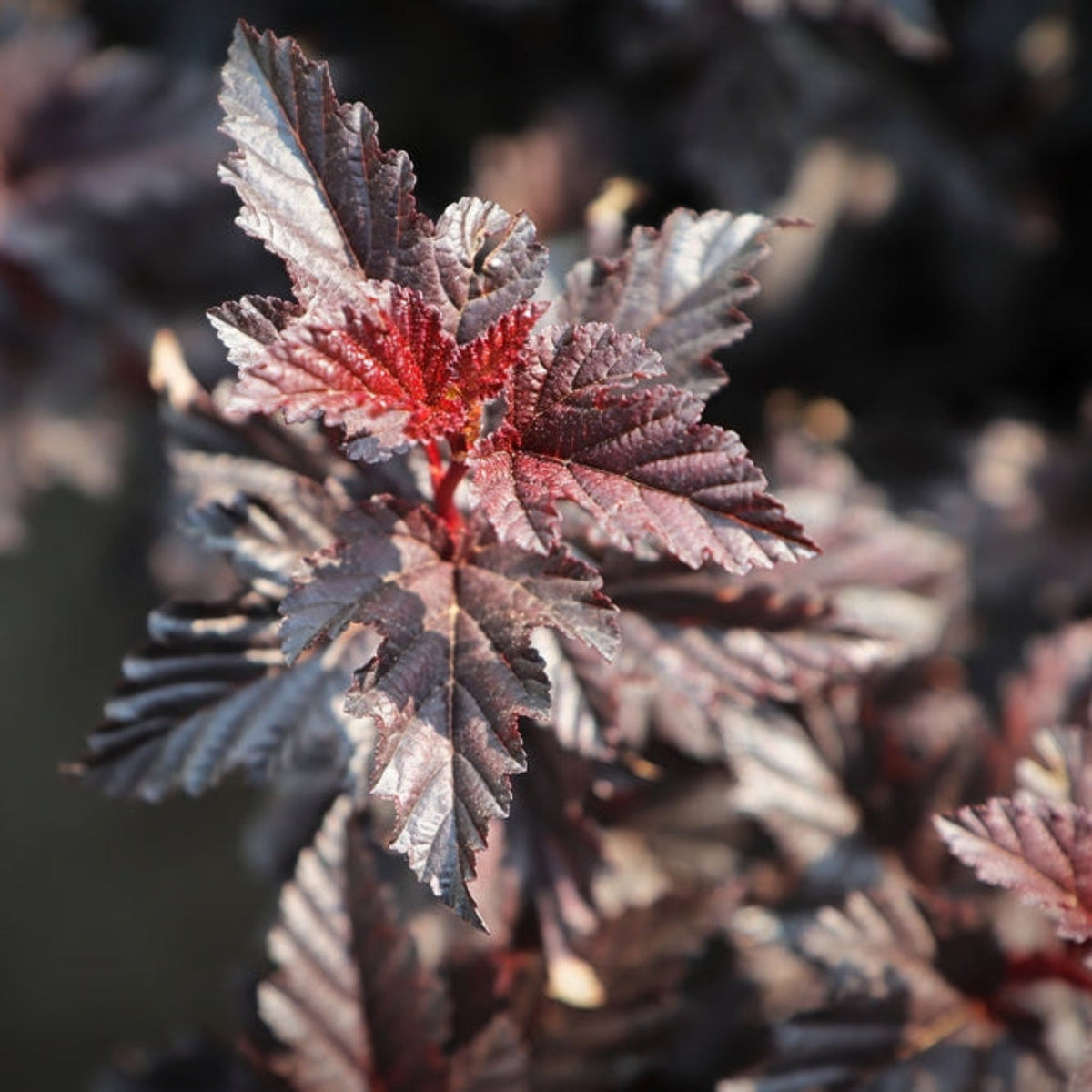 Summer Wine® Ninebark - Cheeky Garden