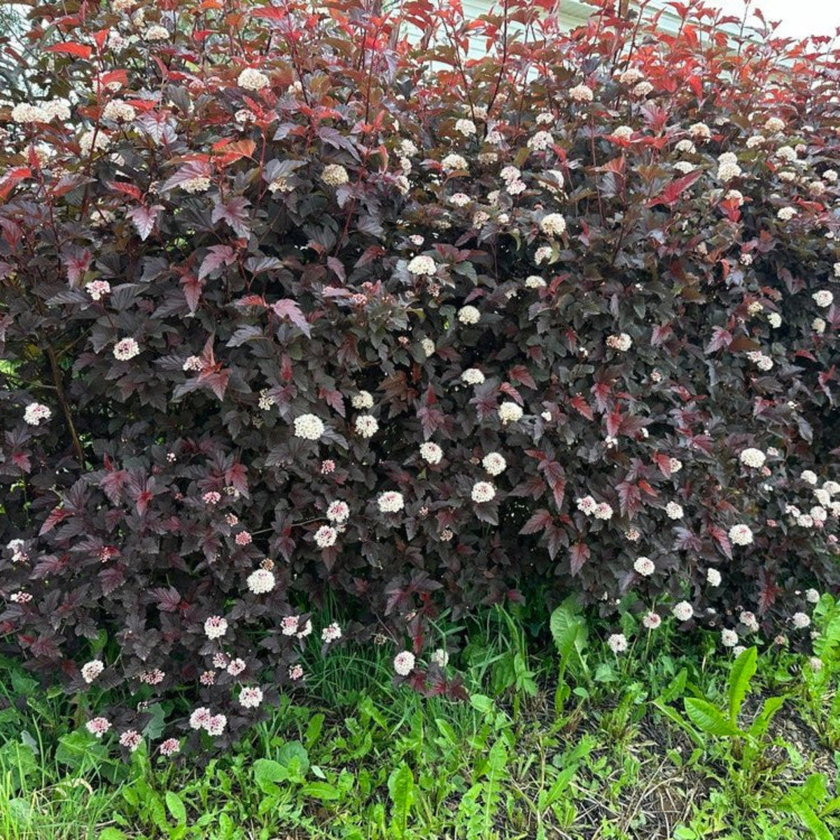 Summer Wine® Ninebark - Cheeky Garden