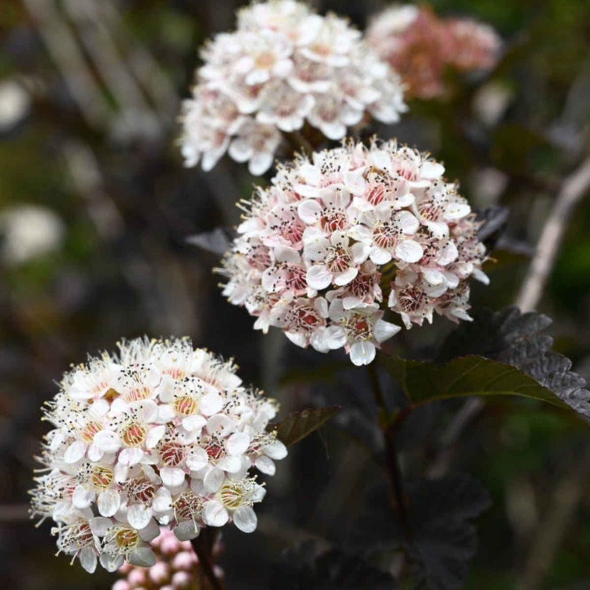 Summer Wine® Ninebark - Cheeky Garden