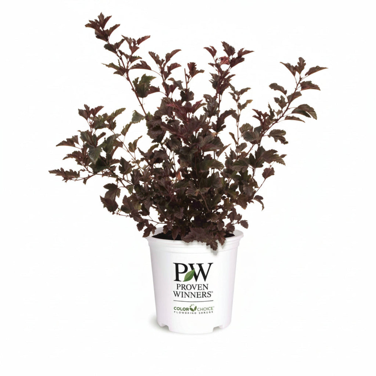 Summer Wine® Ninebark - Cheeky Garden