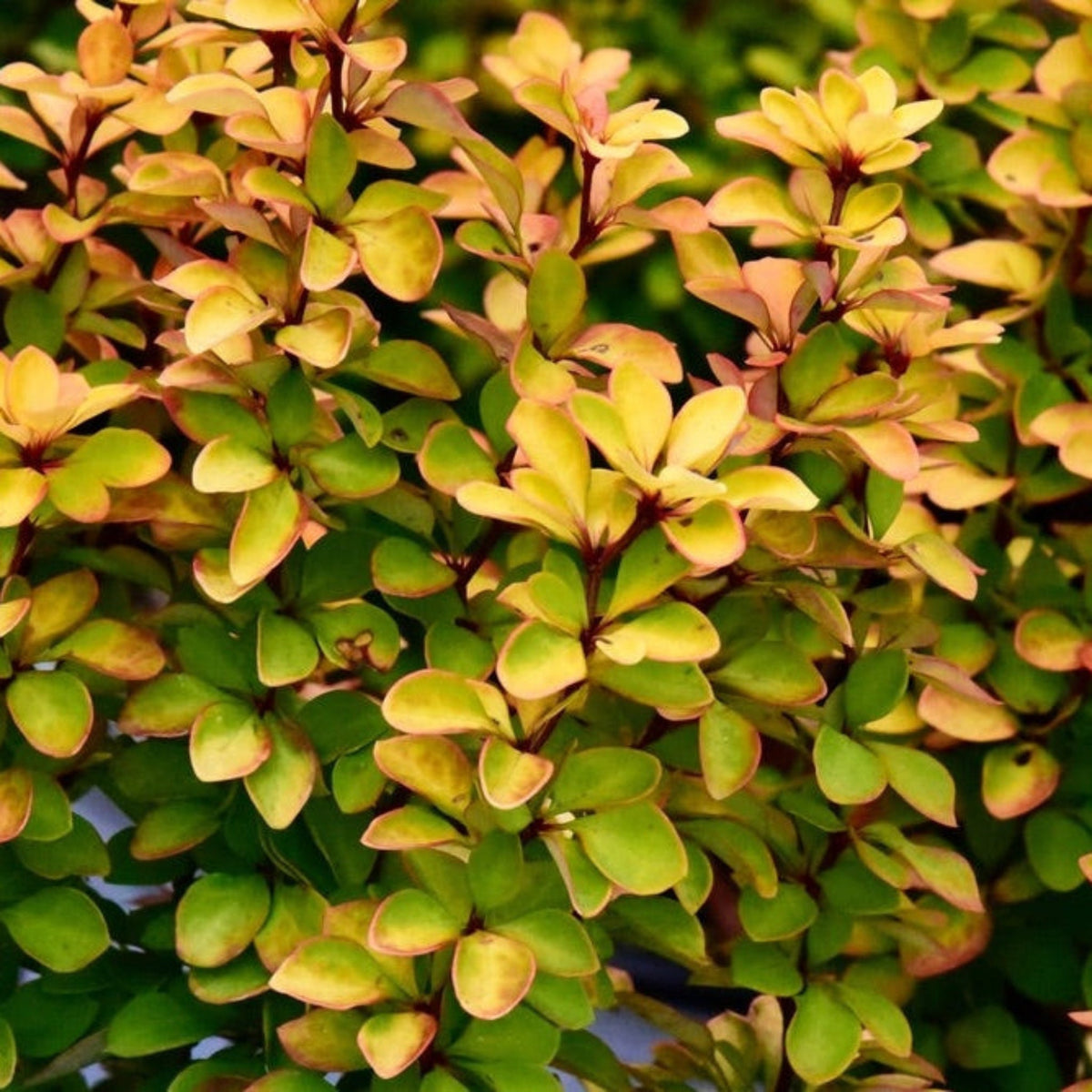 Sunjoy Gold Pillar® Barberry - Cheeky Garden