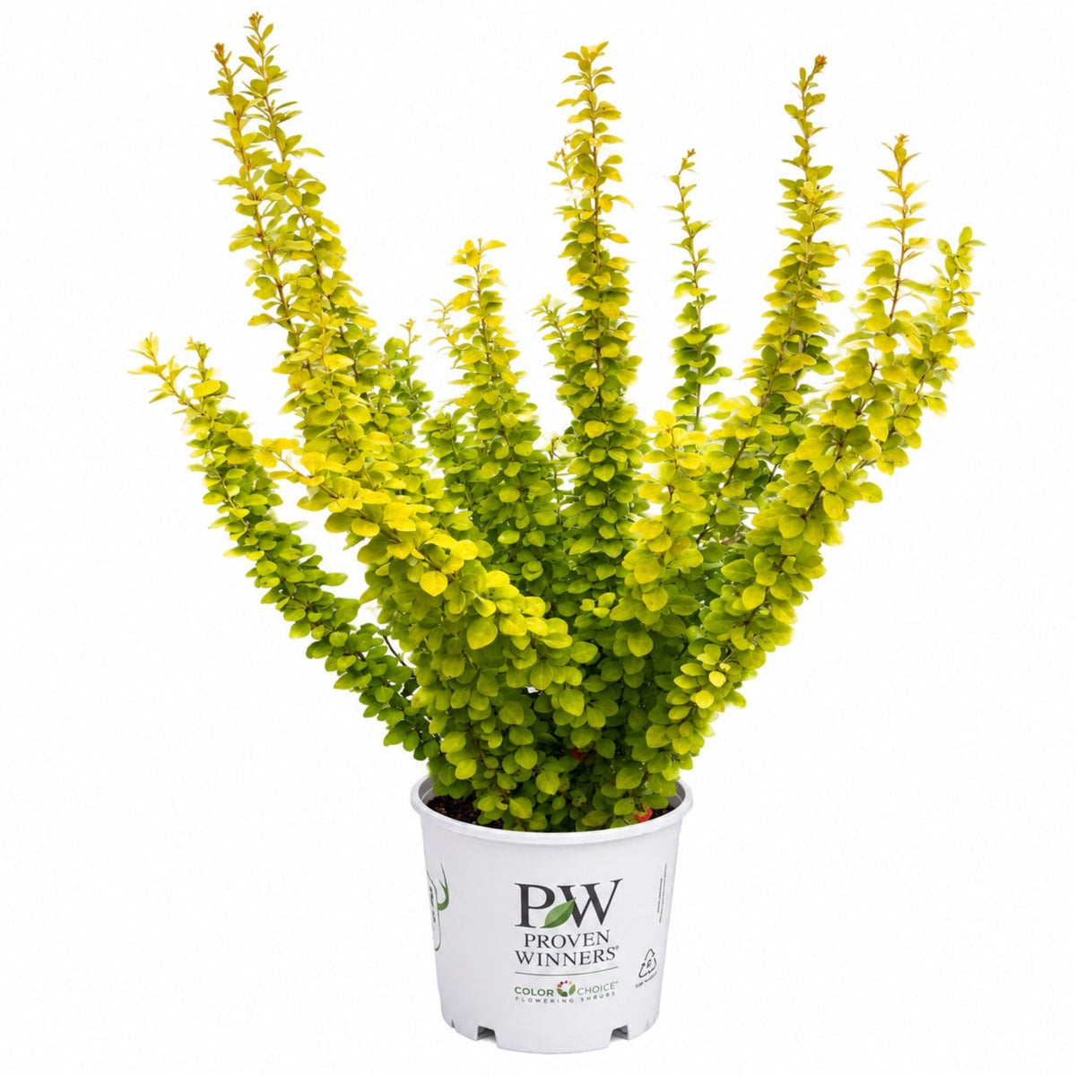 Sunjoy Gold Pillar® Barberry - Cheeky Garden
