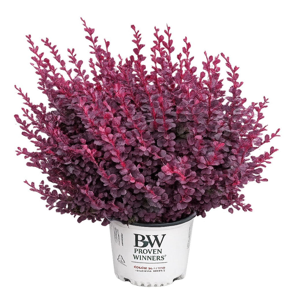 Sunjoy Mini Maroon® Barberry - Cheeky Garden