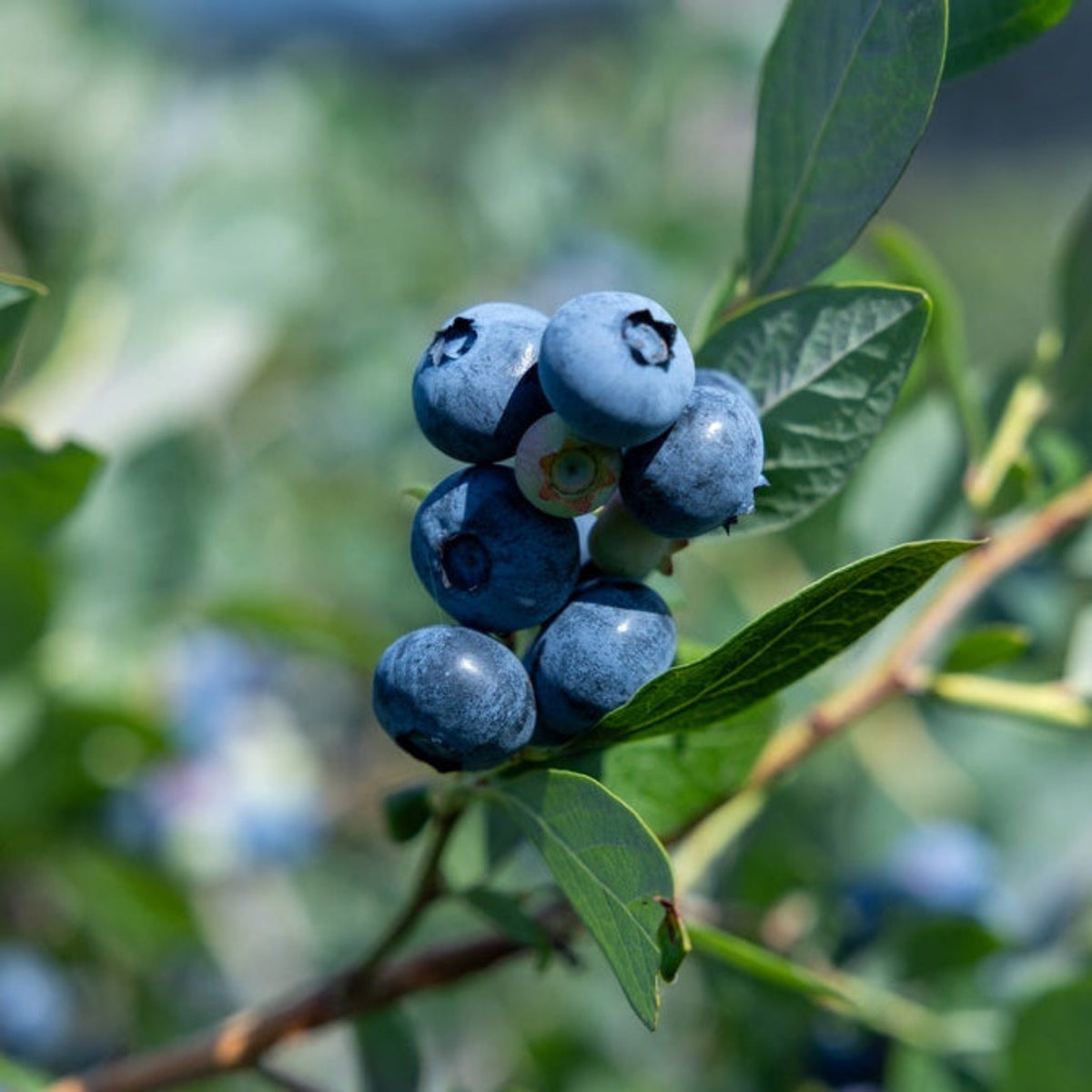 Sunshine Blue Blueberry - Cheeky Garden