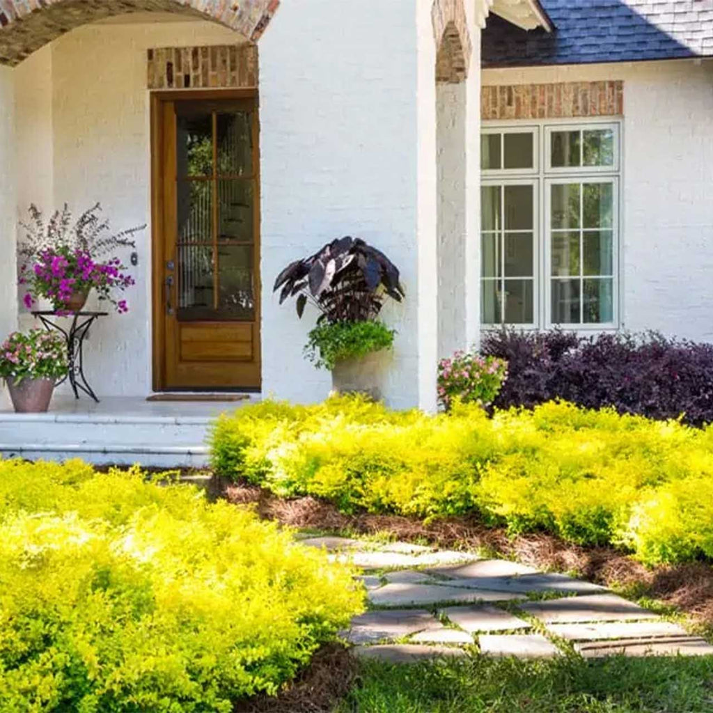 Sunshine Ligustrum - Cheeky Garden