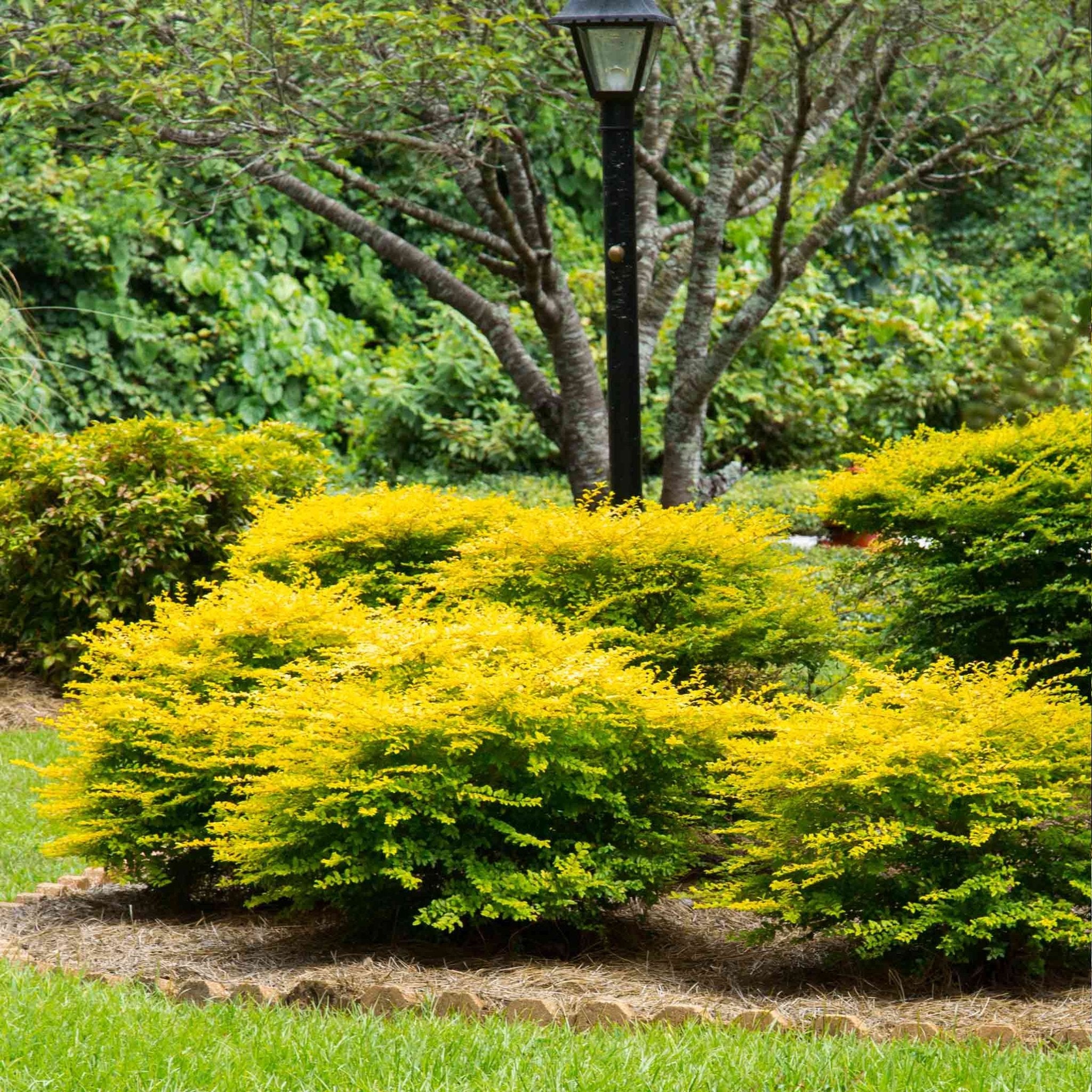Sunshine Ligustrum - Cheeky Garden
