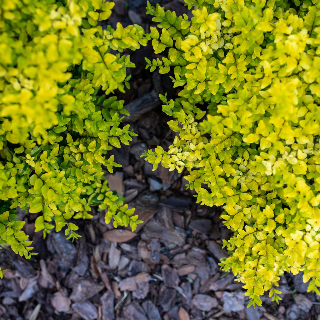 Sunshine Ligustrum - Cheeky Garden