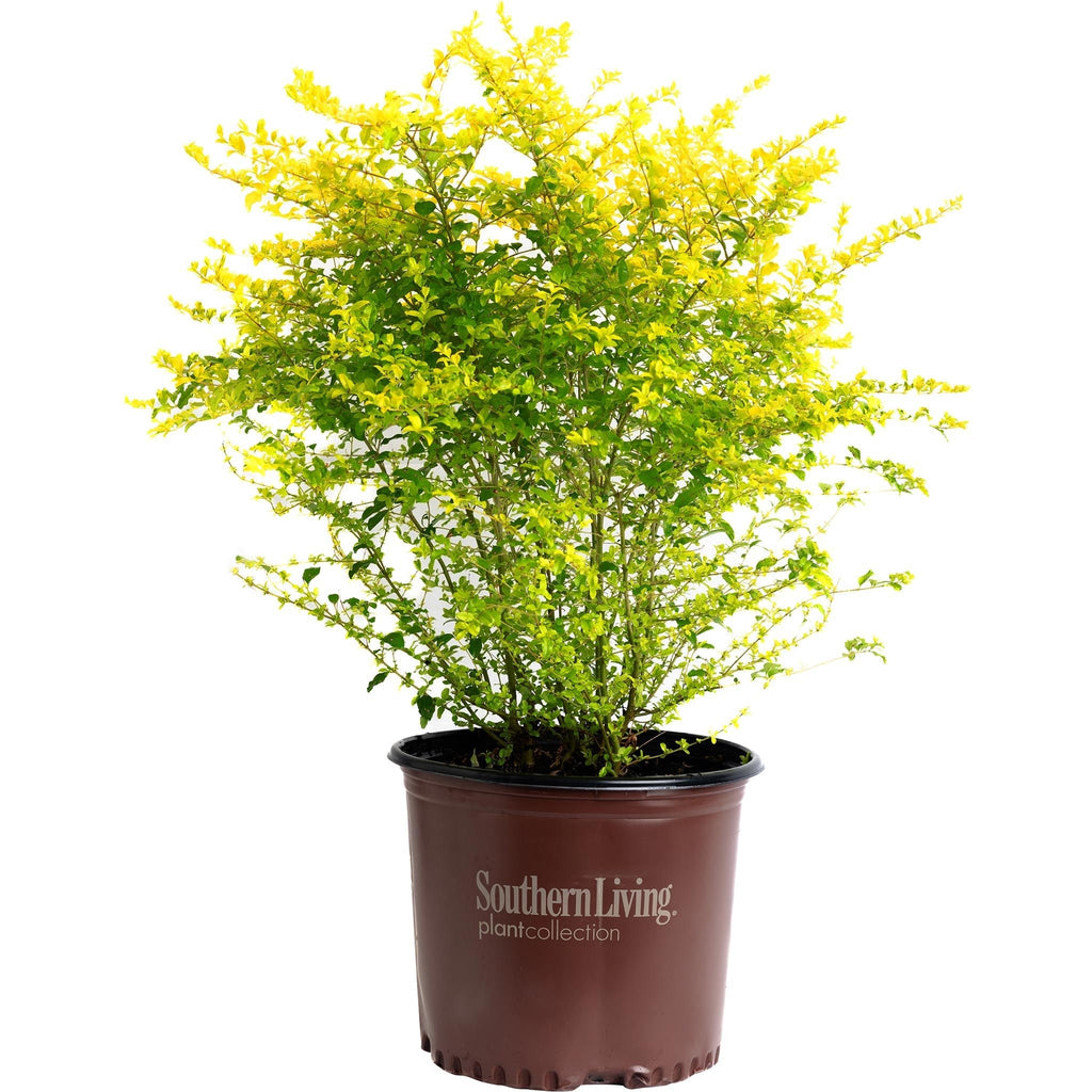 Sunshine Ligustrum - Cheeky Garden