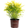 Sunshine Ligustrum - Cheeky Garden