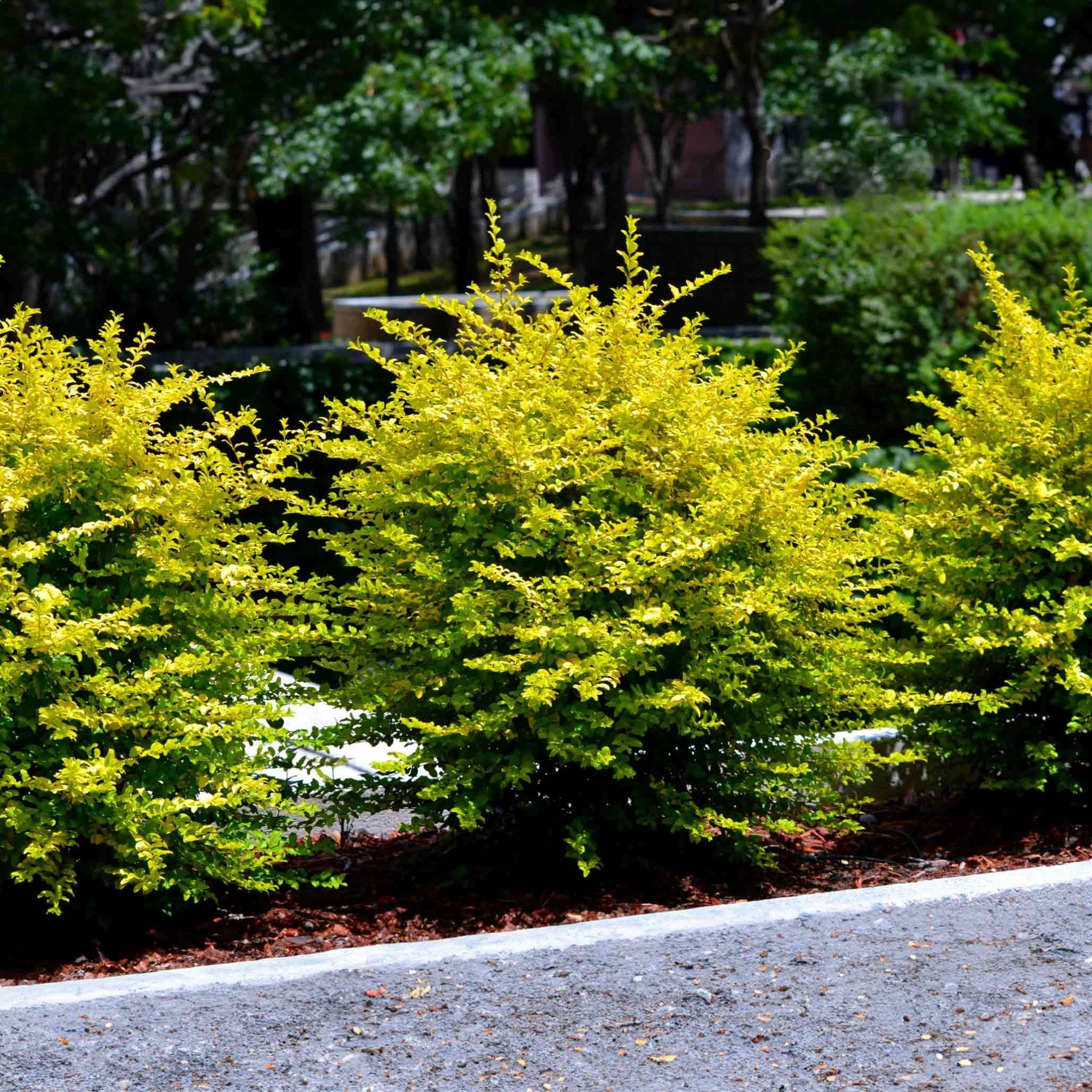 Sunshine Ligustrum - Cheeky Garden
