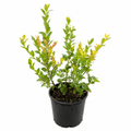 Sweetheart Blueberry - Cheeky Garden