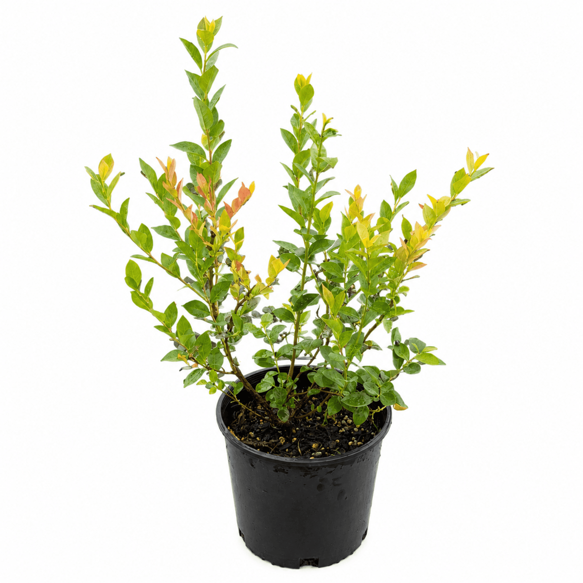 Sweetheart Blueberry - Cheeky Garden