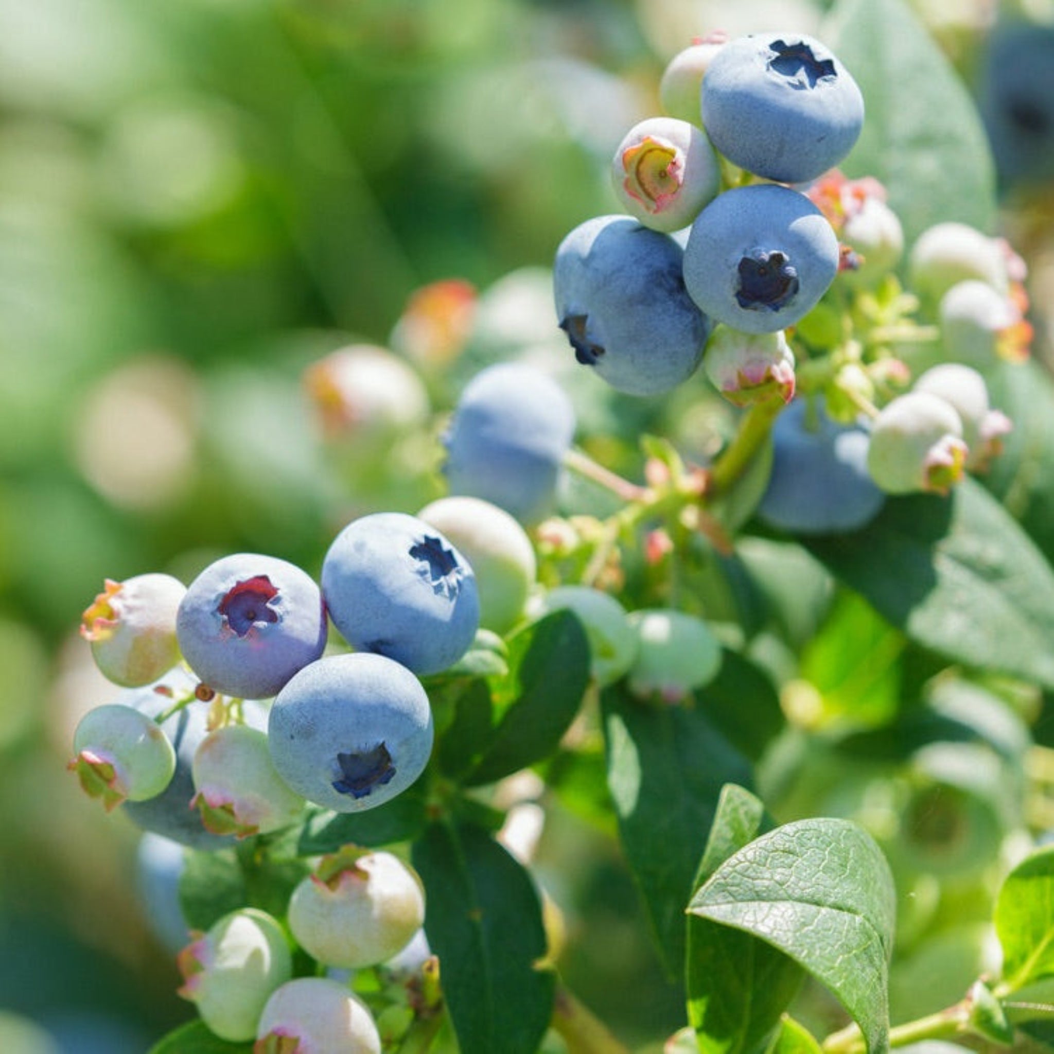 Sweetheart Blueberry - Cheeky Garden