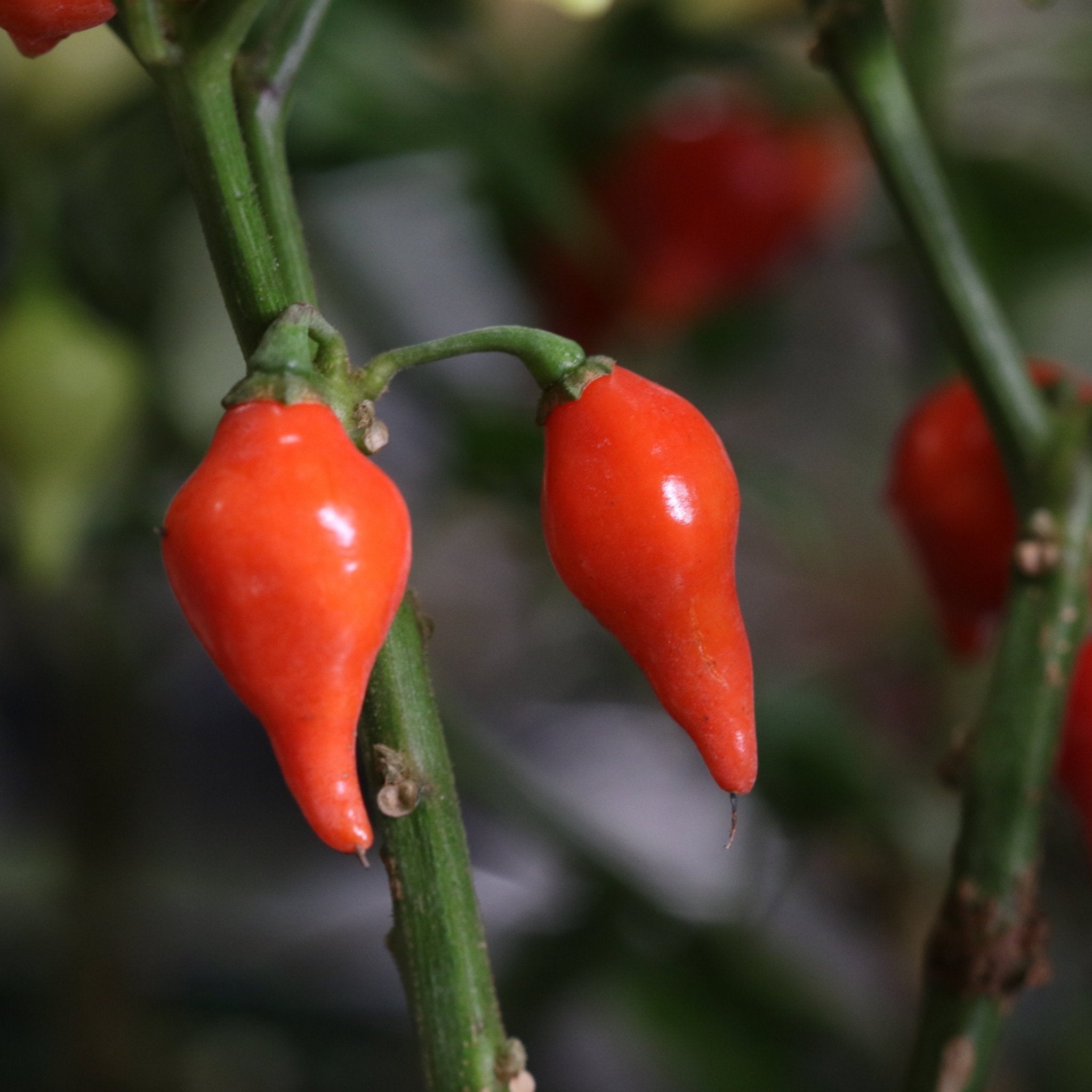 Sweety Drop Pepper Plant (Pimenta Biquinho – Little Beak Pepper) - Cheeky Garden