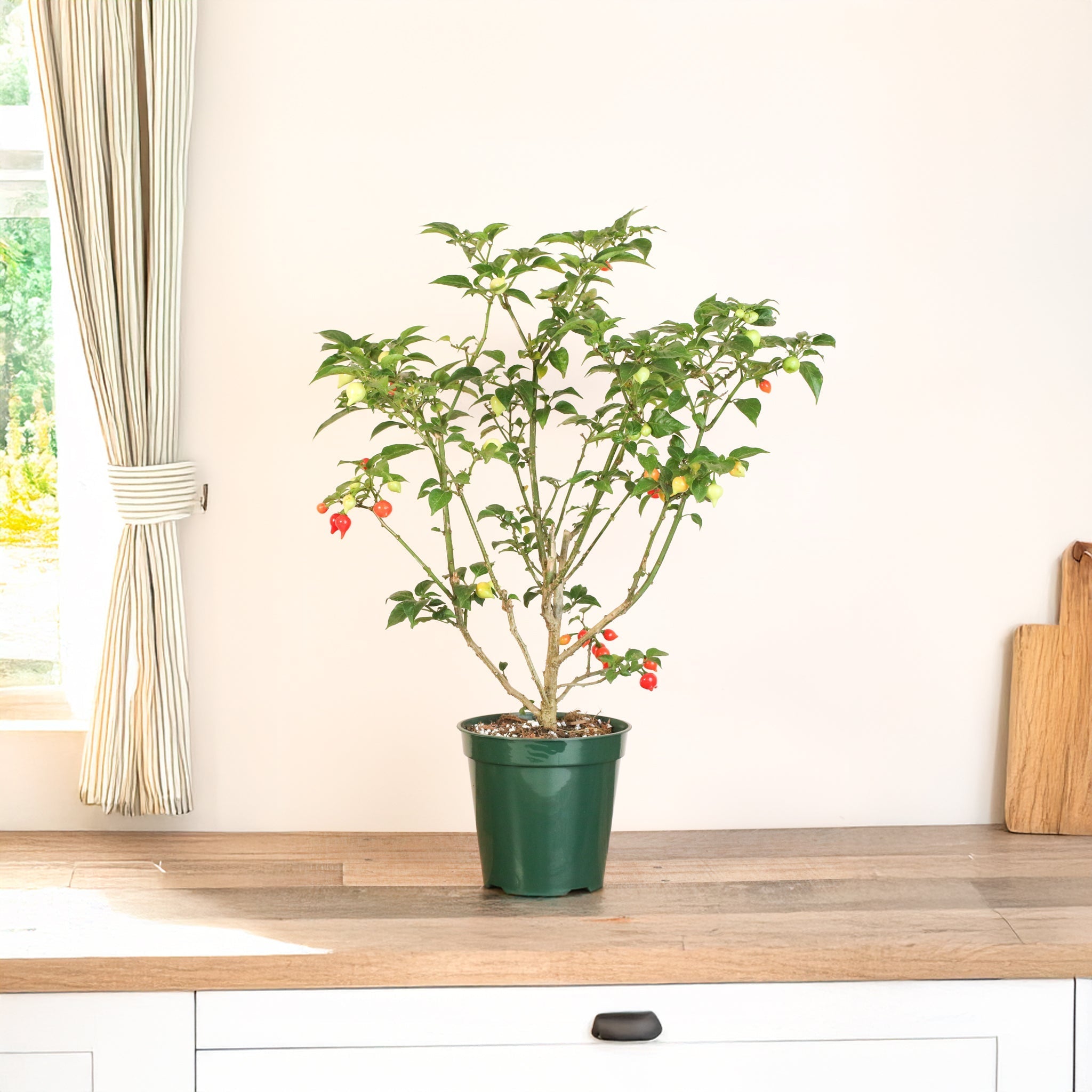 Sweety Drop Pepper Plant (Pimenta Biquinho – Little Beak Pepper) - Cheeky Garden