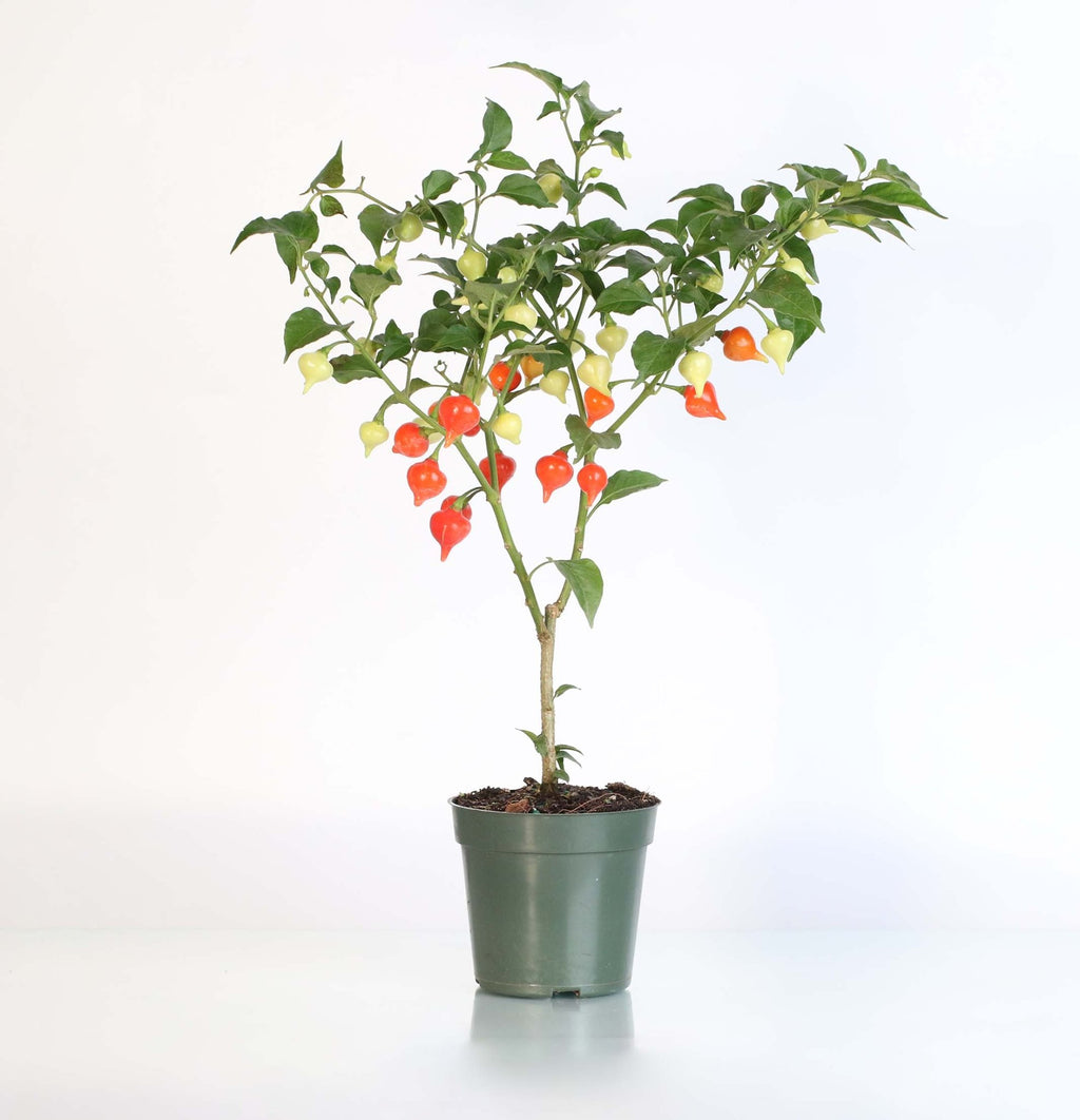 Sweety Drop Pepper Plant (Pimenta Biquinho – Little Beak Pepper) - Cheeky Garden