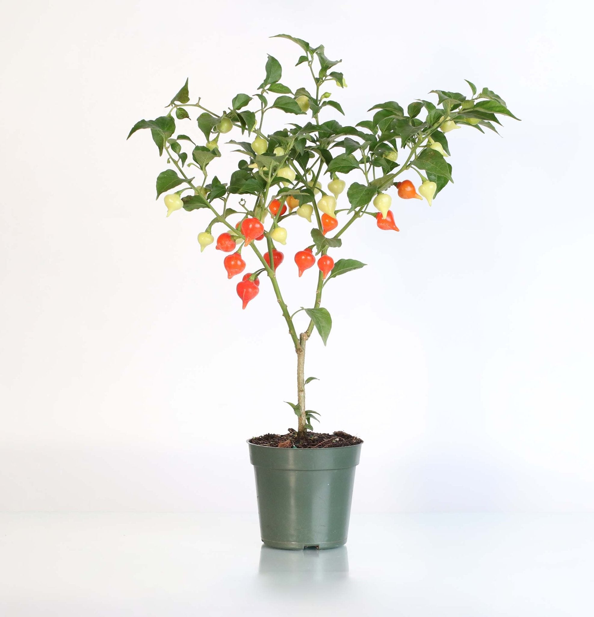 Sweety Drop Pepper Plant (Pimenta Biquinho – Little Beak Pepper) - Cheeky Garden