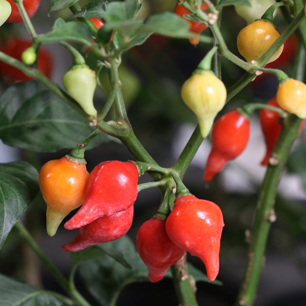 Sweety Drop Pepper Plant (Pimenta Biquinho – Little Beak Pepper) - Cheeky Garden