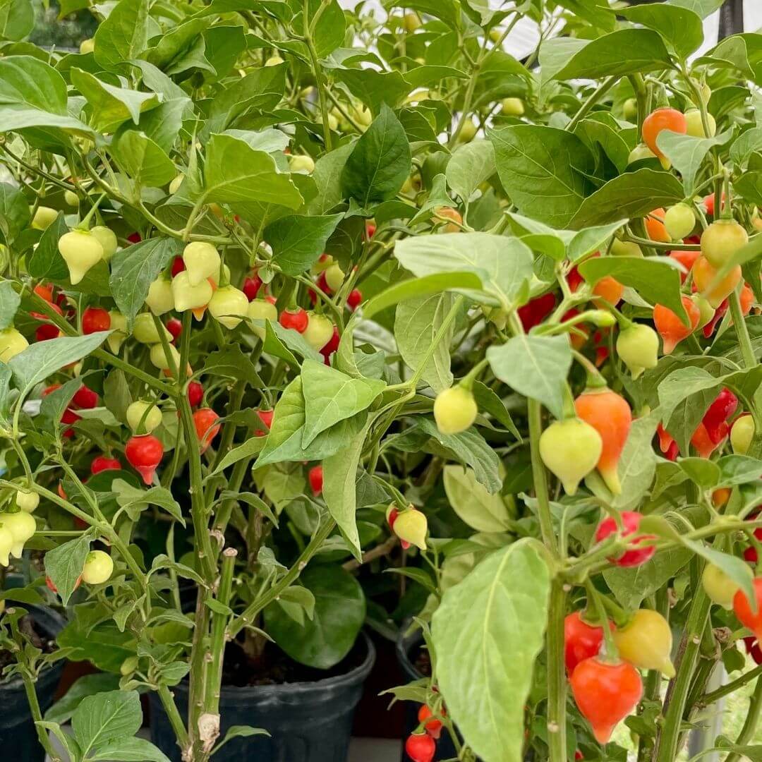 Sweety Drop Pepper Plant (Pimenta Biquinho – Little Beak Pepper) - Cheeky Garden