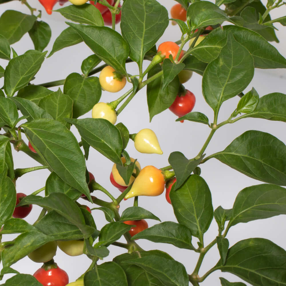 Sweety Drop Pepper Plant (Pimenta Biquinho – Little Beak Pepper) - Cheeky Garden
