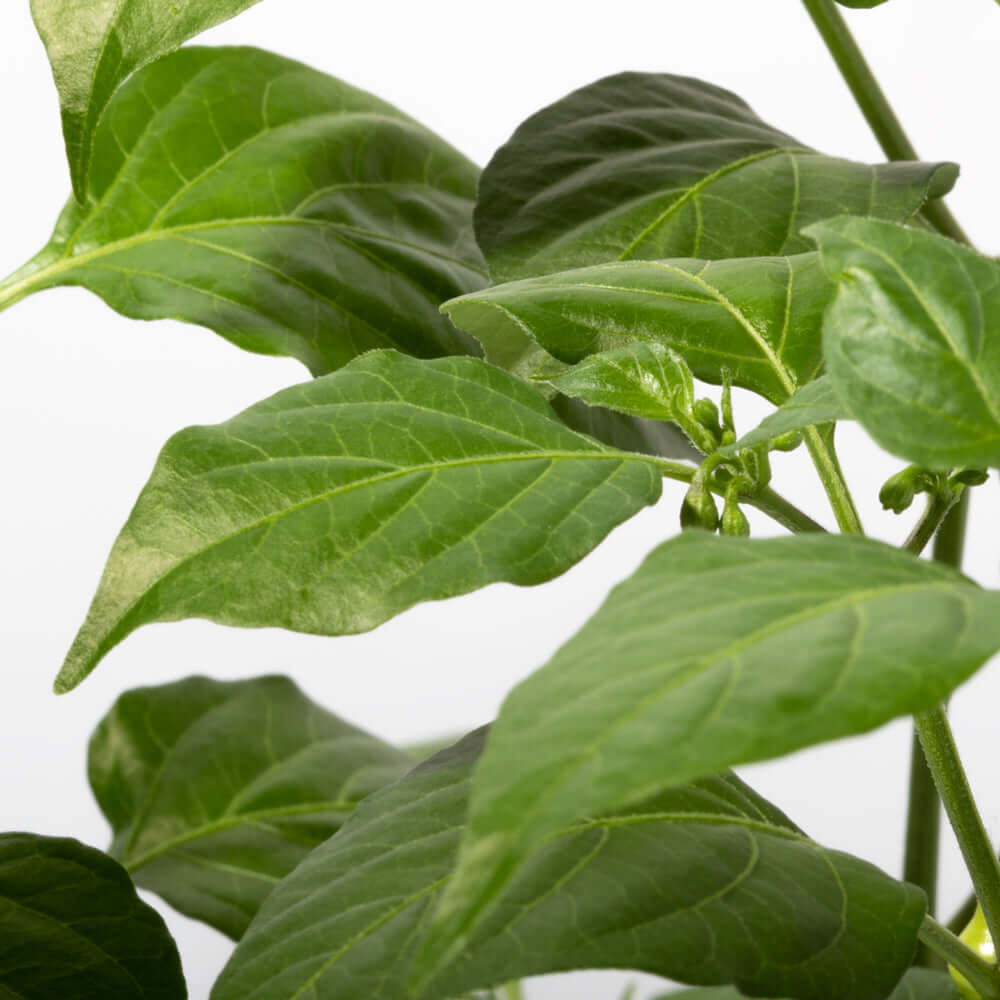 Sweety Drop Pepper Plant (Pimenta Biquinho – Little Beak Pepper) - Cheeky Garden