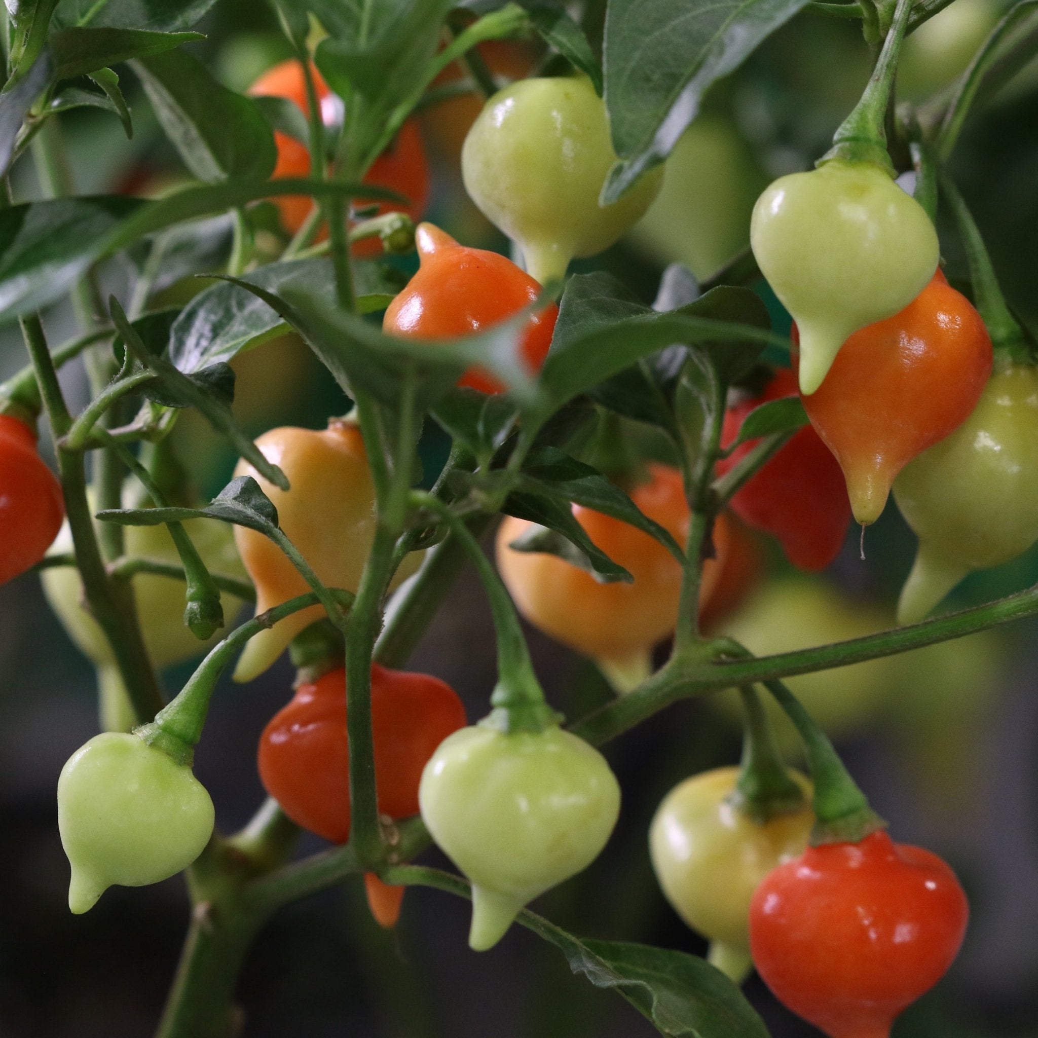 Sweety Drop Pepper Plant (Pimenta Biquinho – Little Beak Pepper) - Cheeky Garden