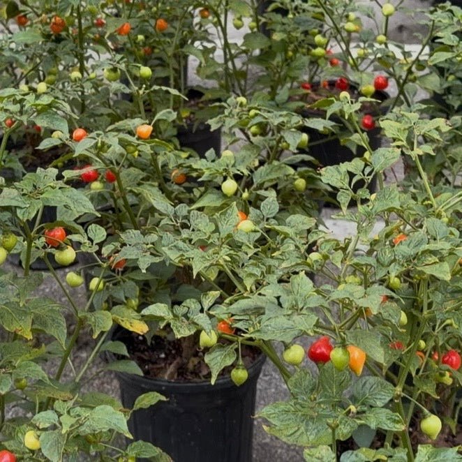 Sweety Drop Pepper Plant (Pimenta Biquinho – Little Beak Pepper) - Cheeky Garden