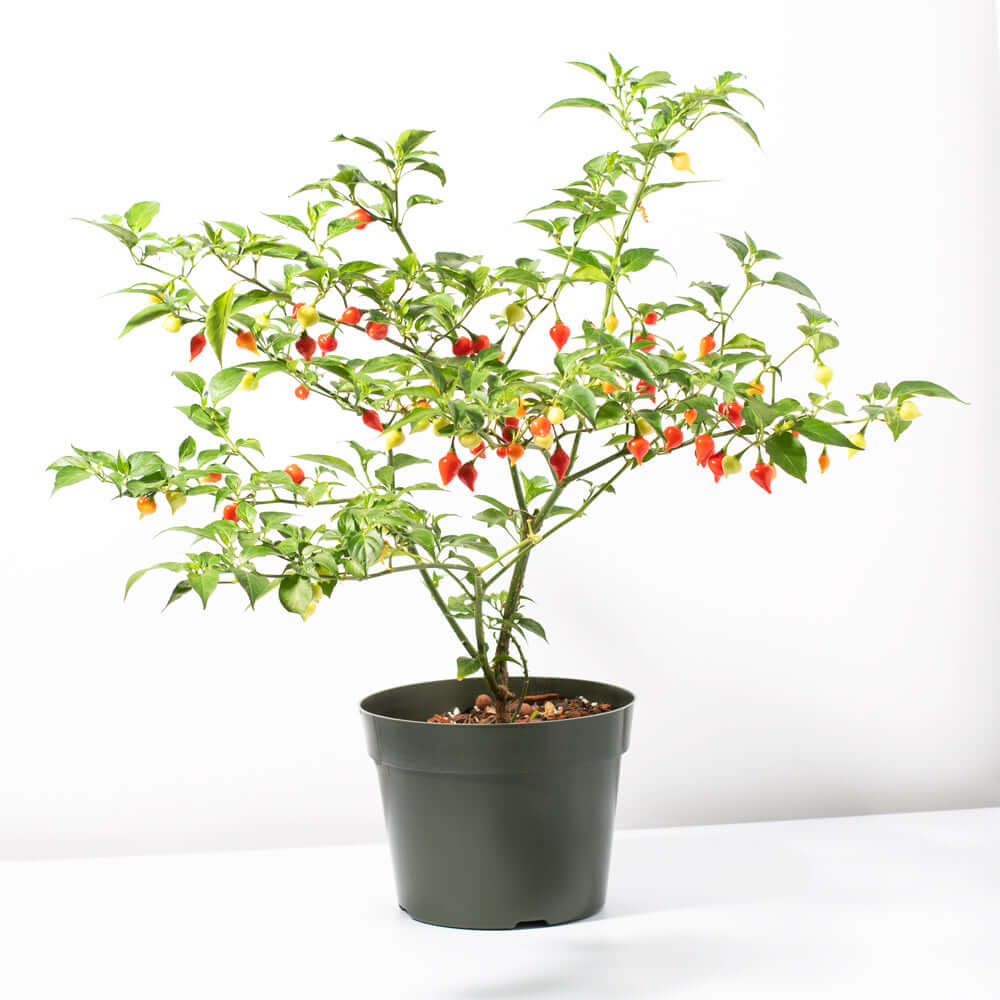 Sweety Drop Pepper Plant (Pimenta Biquinho – Little Beak Pepper) - Cheeky Garden