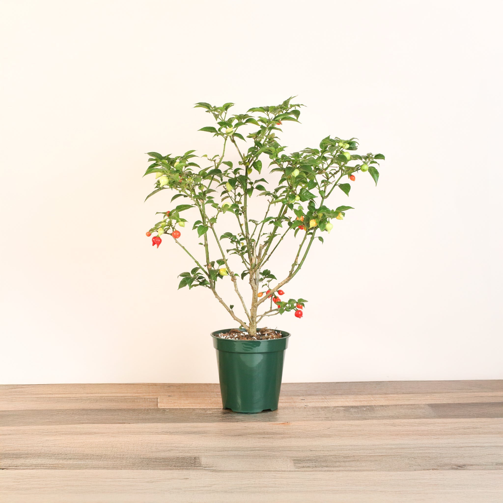 Sweety Drop Pepper Plant (Pimenta Biquinho – Little Beak Pepper) - Cheeky Garden