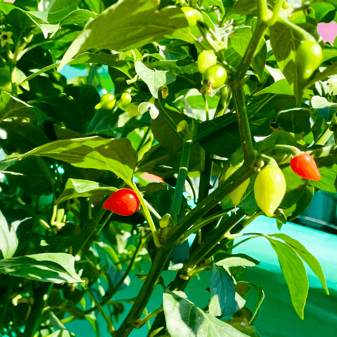 Sweety Drop Pepper Plant (Pimenta Biquinho – Little Beak Pepper) - Cheeky Garden