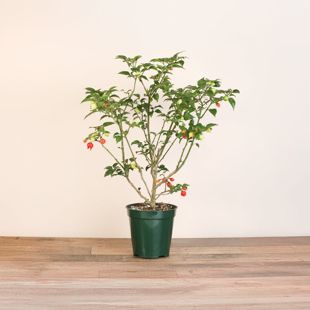 Sweety Drop Pepper Plant (Pimenta Biquinho – Little Beak Pepper) - Cheeky Garden