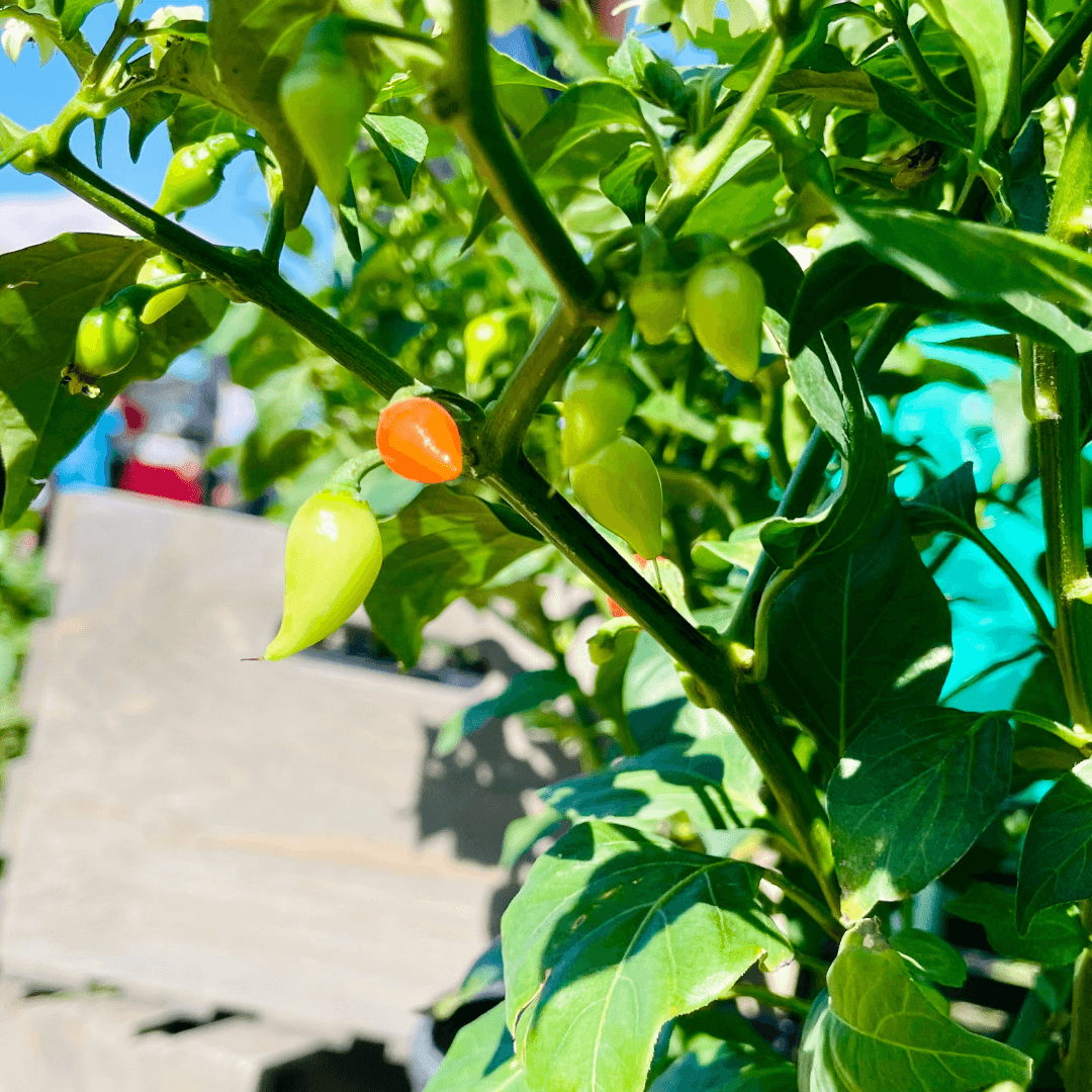 Sweety Drop Pepper Plant (Pimenta Biquinho – Little Beak Pepper) - Cheeky Garden