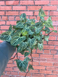 Syngonium Batik - Cheeky Garden