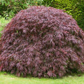 Tamukeyama Japanese Maple - Cheeky Garden