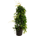 Tangerine Beauty Crossvine - Cheeky Garden