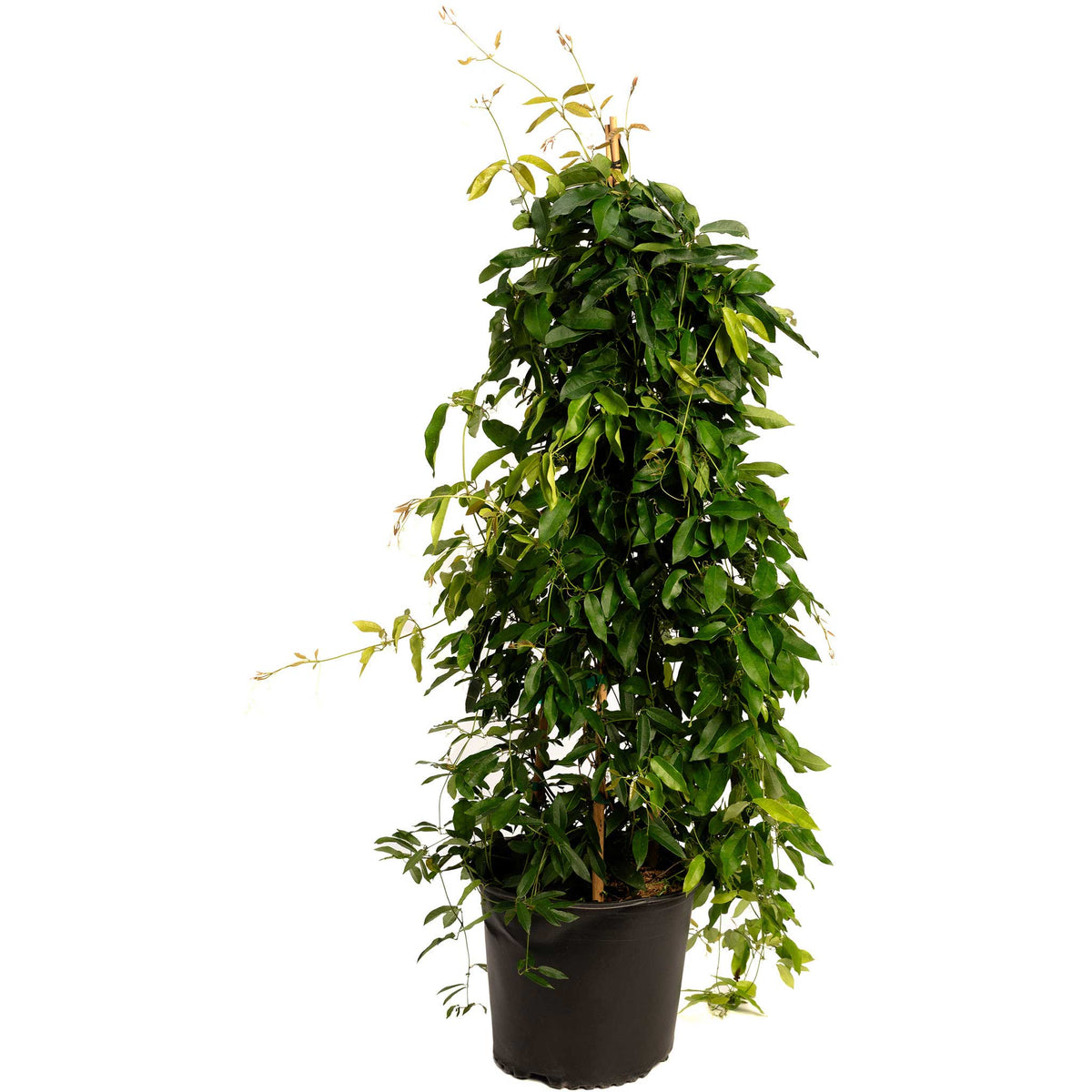 Tangerine Beauty Crossvine - Cheeky Garden